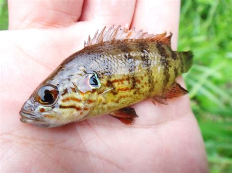 肉食魚種類|肉食魚の日本淡水魚の飼育法とおすすめの種類まとめ